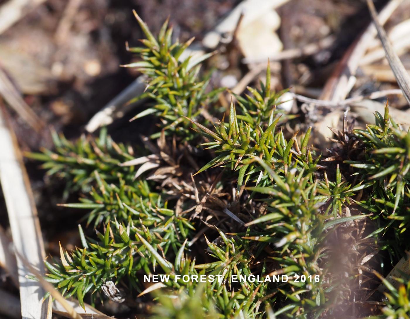 Gorse, Dwarf leaf